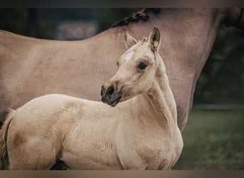 German Riding Pony, Stallion, Foal (04/2024), Buckskin
