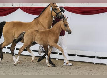 German Riding Pony, Stallion, , Buckskin
