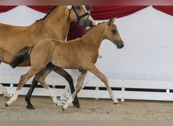 German Riding Pony, Stallion, , Buckskin
