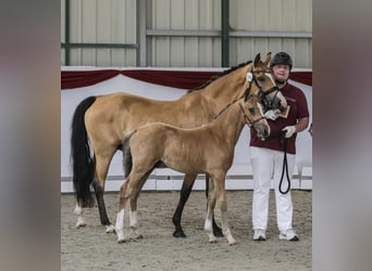 German Riding Pony, Stallion, , Buckskin
