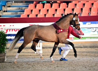German Riding Pony, Stallion, , Buckskin
