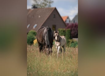 German Riding Pony, Stallion, Foal (05/2024), Buckskin