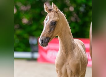 German Riding Pony, Stallion, Foal (04/2026), Buckskin