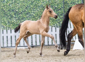 German Riding Pony, Stallion, Foal (06/2026), Buckskin