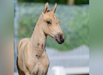 German Riding Pony, Stallion, Foal (06/2026), Buckskin