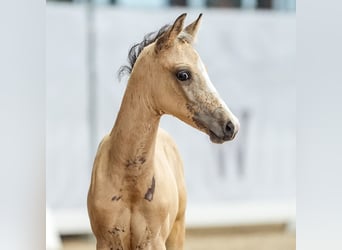 German Riding Pony, Stallion, Foal (05/2024), Buckskin