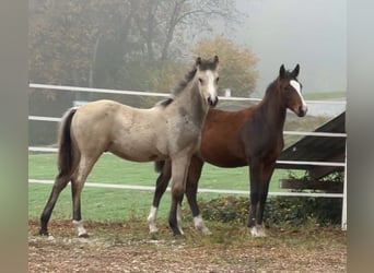 German Riding Pony, Stallion, , Buckskin