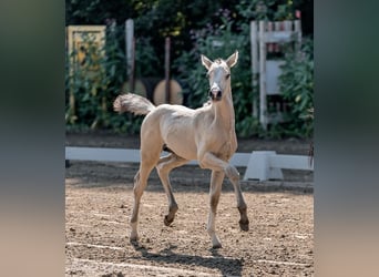 German Riding Pony, Stallion, , Buckskin