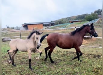 German Riding Pony, Stallion, , Buckskin