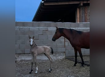 German Riding Pony, Stallion, , Buckskin