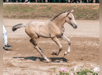 German Riding Pony, Stallion, , Buckskin