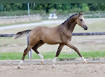 German Riding Pony, Stallion, Foal (01/2026), Buckskin