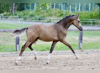 German Riding Pony, Stallion, Foal (01/2026), Buckskin