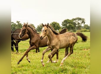 German Riding Pony, Stallion, Foal (01/2026), Buckskin
