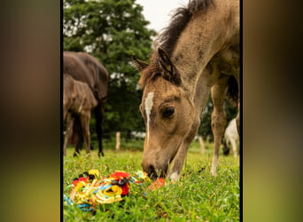 German Riding Pony, Stallion, Foal (01/2026), Buckskin