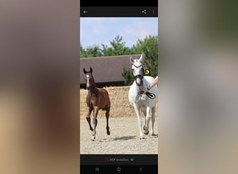 German Riding Pony, Stallion, Foal (04/2024), Can be white