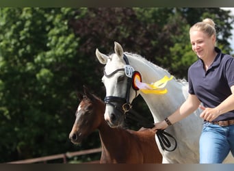 German Riding Pony, Stallion, Foal (04/2024), Can be white