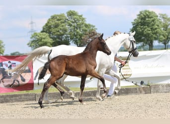 German Riding Pony, Stallion, Foal (04/2024), Can be white