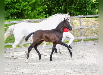 German Riding Pony, Stallion, , Can be white