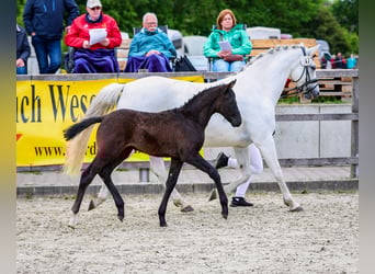 German Riding Pony, Stallion, , Can be white