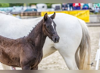 German Riding Pony, Stallion, , Can be white