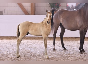 German Riding Pony, Stallion, Foal (05/2024), Champagne