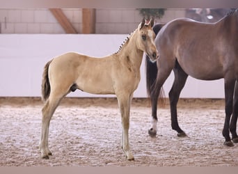 German Riding Pony, Stallion, Foal (05/2024), Champagne