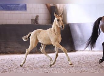 German Riding Pony, Stallion, Foal (05/2024), Champagne