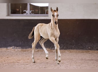 German Riding Pony, Stallion, Foal (05/2024), Champagne