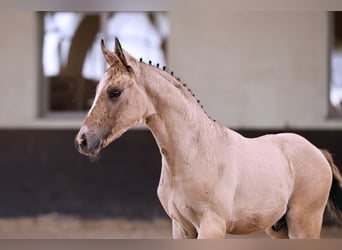 German Riding Pony, Stallion, Foal (05/2024), Champagne