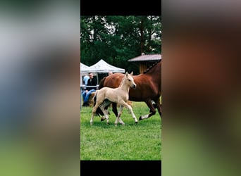 German Riding Pony, Stallion, Foal (06/2026), Champagne