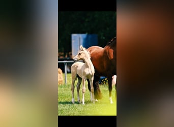 German Riding Pony, Stallion, Foal (06/2026), Champagne