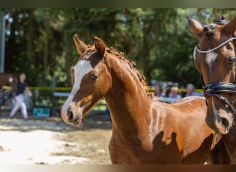 German Riding Pony, Stallion, Foal (04/2026), Chestnut