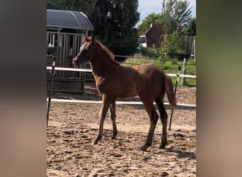 German Riding Pony, Stallion, Foal (04/2024), Chestnut