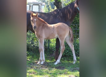 German Riding Pony, Stallion, , Chestnut