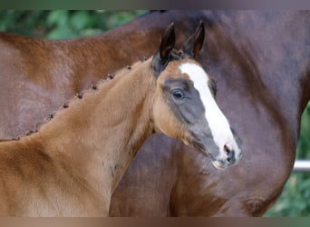 German Riding Pony, Stallion, Foal (04/2026), Chestnut