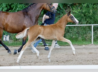German Riding Pony, Stallion, Foal (04/2026), Chestnut