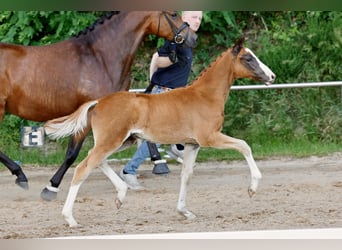 German Riding Pony, Stallion, Foal (04/2026), Chestnut