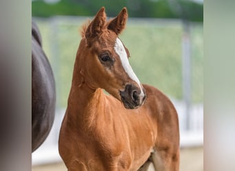 German Riding Pony, Stallion, Foal (05/2026), Chestnut