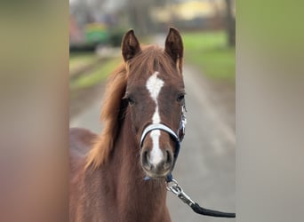 German Riding Pony, Stallion, , Chestnut