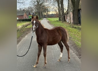 German Riding Pony, Stallion, , Chestnut