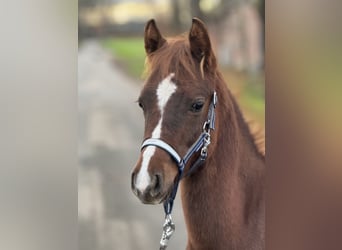 German Riding Pony, Stallion, , Chestnut