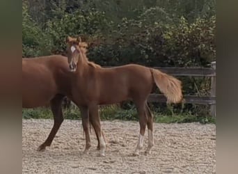 German Riding Pony, Stallion, Foal (04/2026), Chestnut
