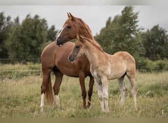German Riding Pony, Stallion, Foal (05/2025), Chestnut