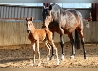 German Riding Pony, Stallion, Foal (01/2025), Chestnut