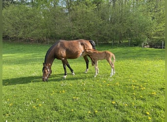 German Riding Pony, Stallion, Foal (01/2025), Chestnut