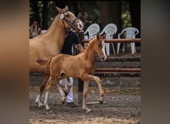 German Riding Pony, Stallion, Foal (05/2026), Chestnut-Red