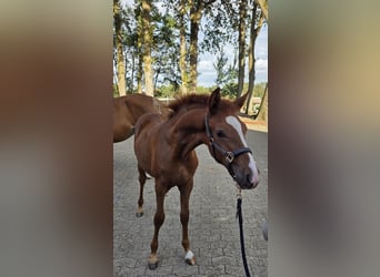 German Riding Pony, Stallion, Foal (04/2026), Chestnut-Red