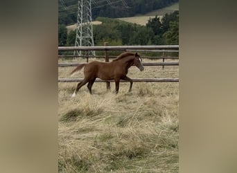 German Riding Pony, Stallion, Foal (04/2026), Chestnut-Red