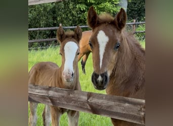 German Riding Pony, Stallion, Foal (04/2026), Chestnut-Red